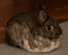 photo of a small brown rabbit